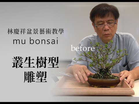 夏∣叢生樹型鋁線雕塑 ◤林慶祥盆景藝術教學◢ Bonsai in Taiwan