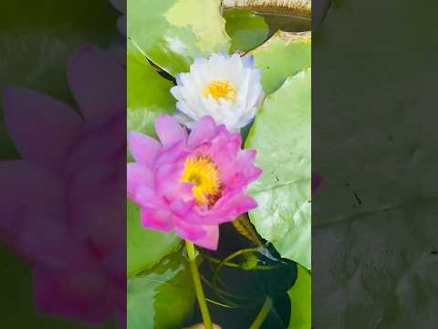 Happiness #malayalam #trending #youtubeshorts #gardening #ytshorts