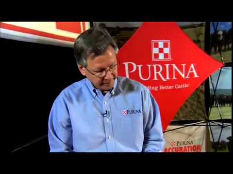 Purina Wind and Rain® STORM Cattle Minerals