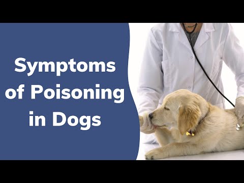 Symptoms of Poisoning in Dogs | Wag!