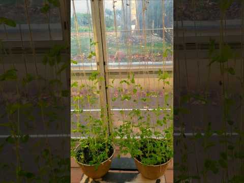 创意室内爬藤架 Creative indoor trellis