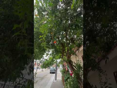 Fresh fruit in streets of #guanajuato !!!!