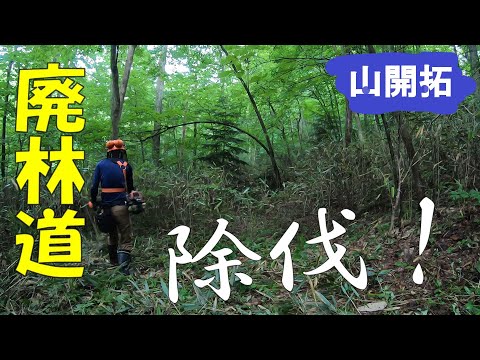 【山開拓】廃林道を除伐したら見違える林道が復活!!