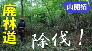 【山開拓】廃林道を除伐したら見違える林道が復活!!