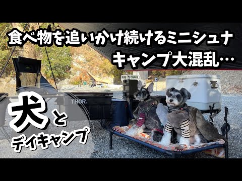 【犬とキャンプ】食べ物を追いかけ続けるミニチュアシュナウザーと大混乱デイキャンプ