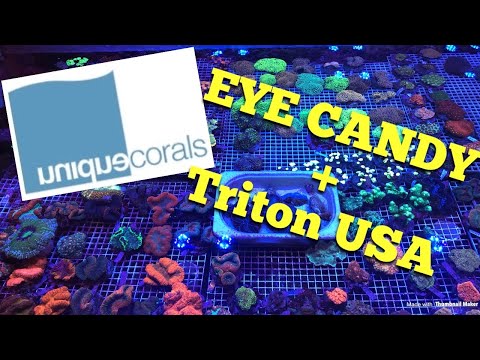 Unique Corals Eye Candy + we visit Triton USA