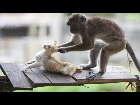 most funny animal video compilation | part @2