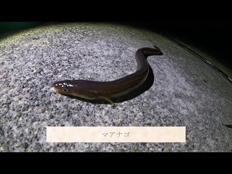 【田舎暮らしvlog】夜の港でアナゴ釣り【東三河】