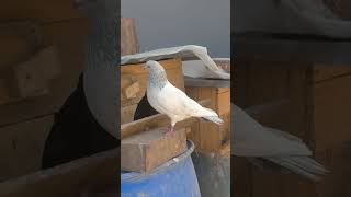 Different kinds of pigeons,pet pigeons.