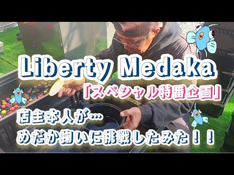 Liberty Medaka 店主本人が…めだか掬いに挑戦してみた！！#メダカ #めだか #改良メダカ #めだかすくい #めだか掬い #メダカ専門店 #メダカ好き #LibertyMedaka