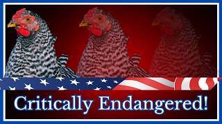 5 Reasons American Heritage Chickens Are On The Brink Of EXTINCTION