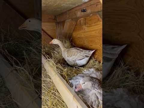 Sisters In Battle Laying Together! #geese #goose #duck #broodyhen  #Cute #egg