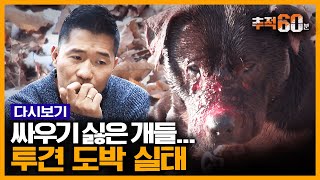 [추적60분 RE:] 돈 때문에 학대 받는 투견들, 사랑으로 품어줬더니 생긴 일 | KBS 170208 방송