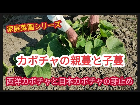 【西洋カボチャと日本カボチャ】カボチャにより親蔓の摘芯の違い【家庭菜園シリーズ】