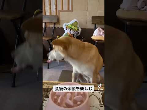 食後にパクパク。 #rescuedog #シニア犬 #可愛い犬#保護犬を家族に #dogrun#doggo #雑種犬