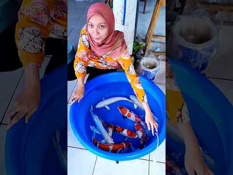 Arinor koi ada showa dan polosan cakep² nih 🤗 #koi #koiblitar #ikankoi #koionlinemurah #koijakarta