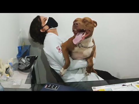 20 La divertida reacción de un perro mientras su veterinario lo atendía