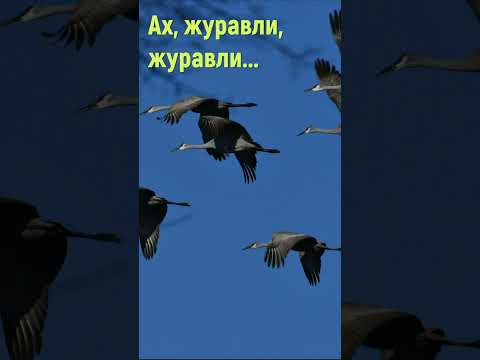 Ах журавли журавли - Христианские песни #shorts #христианскиепесни