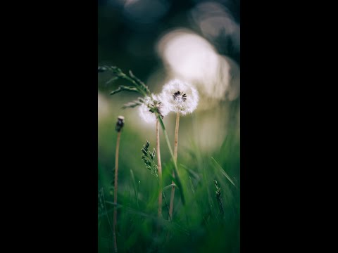 Photographing Dandelions BTS #shorts