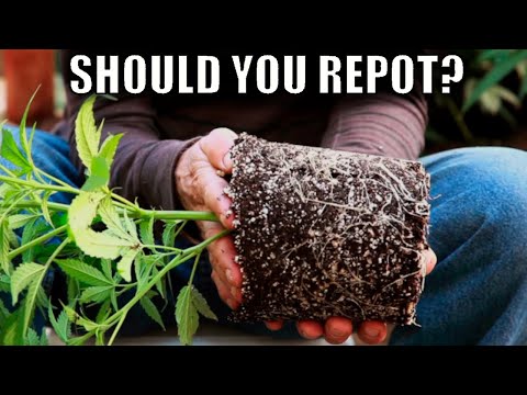 When Re-Potting Goes Wrong | Wedding Cake Grow Week 15