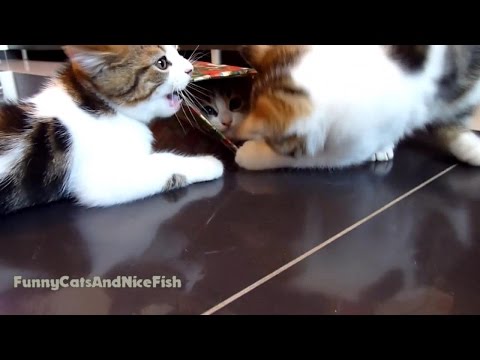 One Box for Three  cute Kittens | Funny Cats video