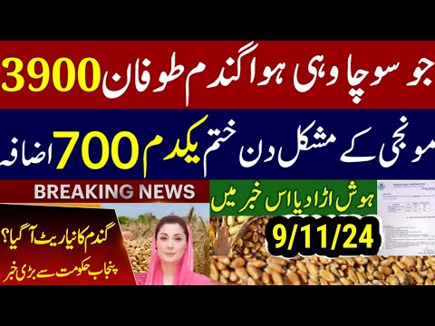 munji kaynat 1121rate 2024/munji 1509 new rate /today gundam rate/مونجی کا ریٹ کائنات