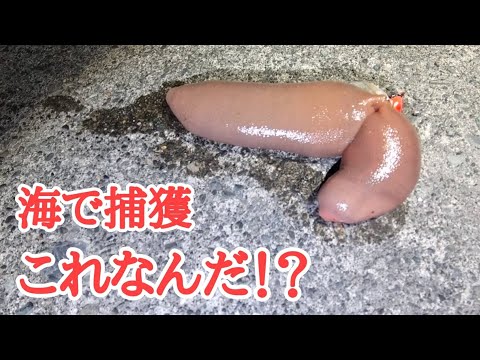 【北海道】釣り場で未確認性物発見！？まるで○○○じゃないかっ！40cm級のソイも！！