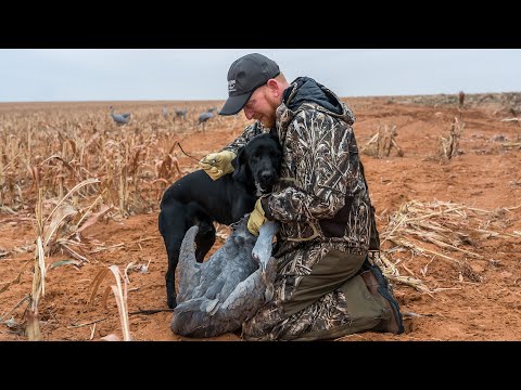 First Retrieves With Brookstone Kennels Performance Gundogs