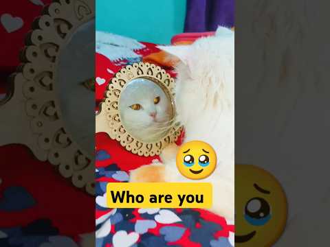 Who are you like me! mirror #trending #foryou #shorts #viralvideo #cat