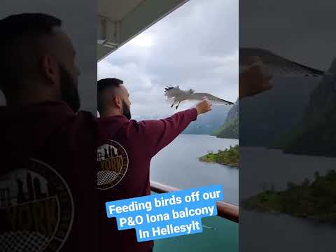 #short #shorts #pando #iona #norway #fjordnorway #fjords #birds