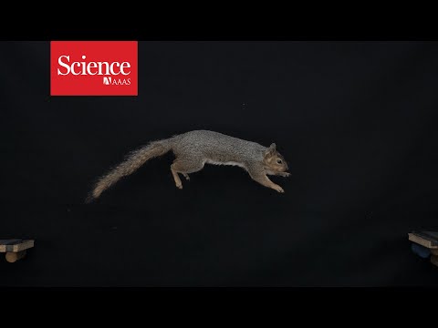 Watch out, Olympic gymnasts: These squirrels have their own gold medal moves