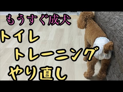 もうすぐ成犬【トイレトレーニング】やり直し