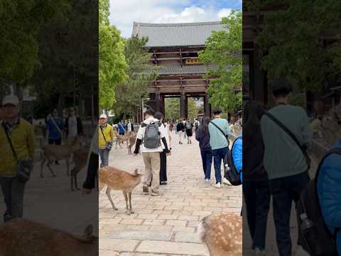 Free-roaming deer in Nara Park near Nandaimon, the Great South Gate of Tōdai-ji Temple, Nara, Japan!