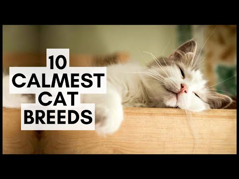 10 Calmest Cat Breeds