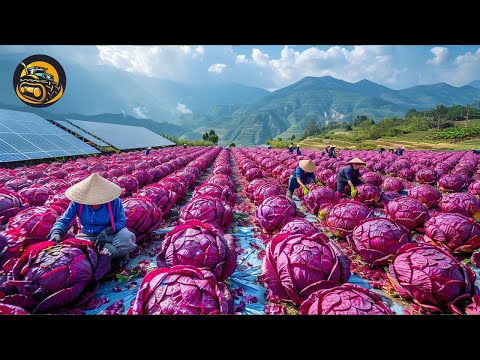 How The World's Best Cabbage Is Made - Agriculture with Grand Machine