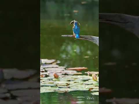 🐠翠鸟不仅有着高超的抓鱼技能🌹而且还是甩鱼的高手呢！💗👍