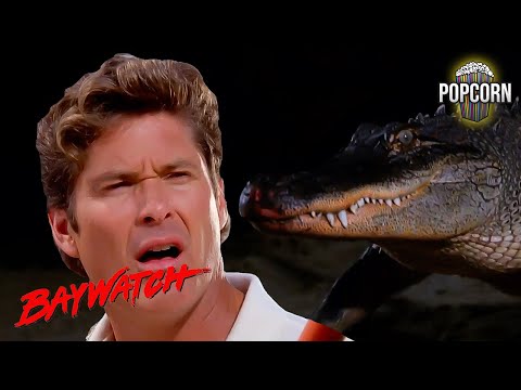 TOP 4 CRAZY Animal Encounters on Baywatch!