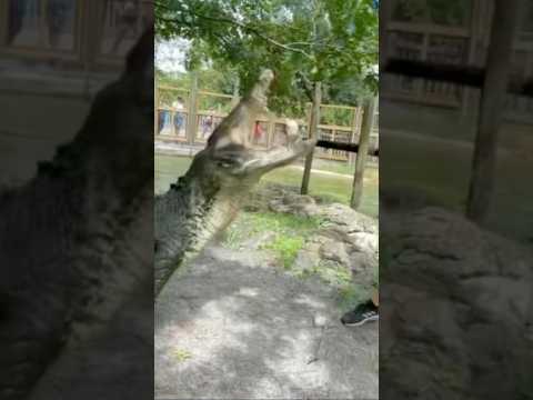 Giant Saltwater Crocodile! #gatorland #crocodile #youtubeshorts #shorts #florida