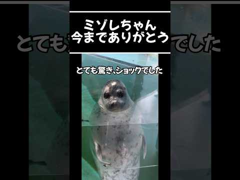 ミゾレちゃんありがとう。 #おたる水族館 #海遊館 #ワモンアザラシ  #ミゾレ