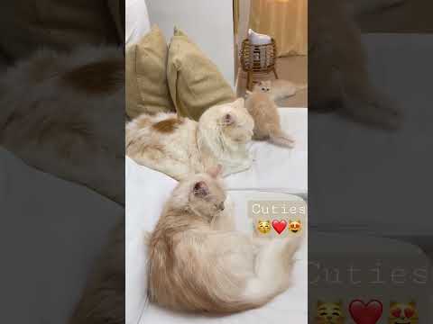 Cute and adorable cats😽#cats #shorts #shortvideo #happiness #love