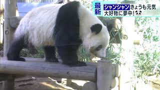 上野動物園　パンダのシャンシャン、竹に夢中！