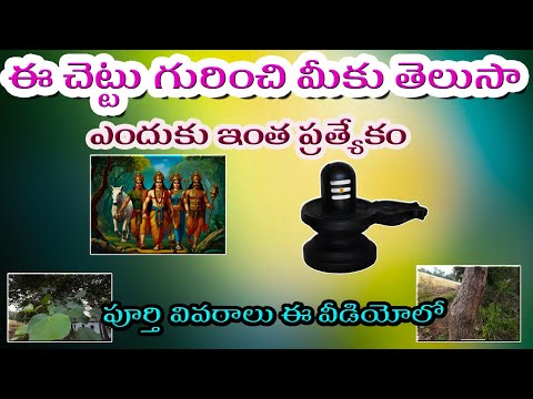 మోదుగ చెట్టు. హిందూ సాంప్రదయంలో ముఖ్యమైనది..full video On Today Evening