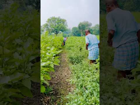 Mirchi harvesting #100k #minivlog #monikasahu #monikasahuvlog