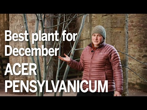 Acer pensylvanicum is a great plant for December