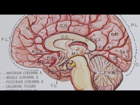 What Is The Pituitary Gland?