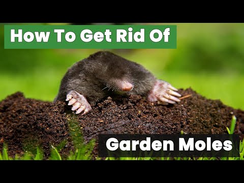 How to Get Rid of Garden Moles Without Harmful Chemicals