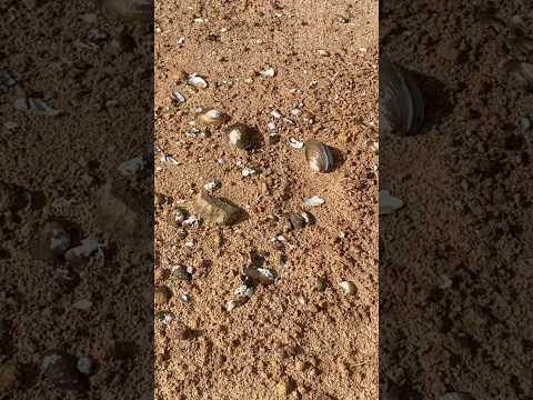 Clam left stranded when tide went down #clam