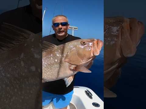 Personal Best Red Grouper!!!