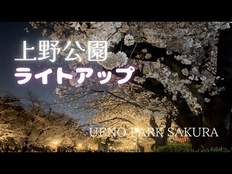 【満開】上野公園の桜ライトアップ / SAKURA 2023.3.21-22