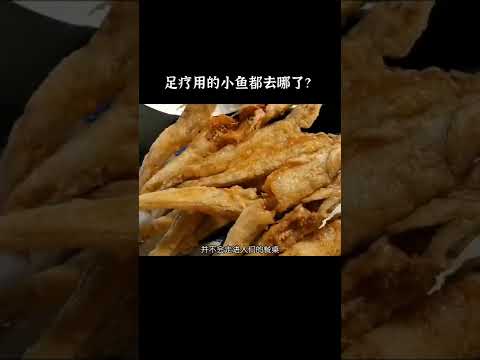 足疗用的小鱼最后都去哪了#鱼 #涨知识 #快手科普